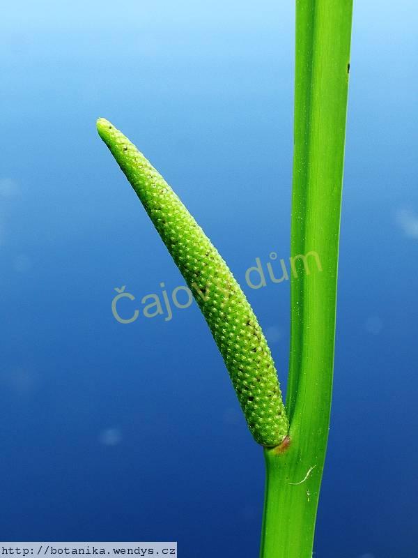 Puškvorec neloupaný kořen řezaný